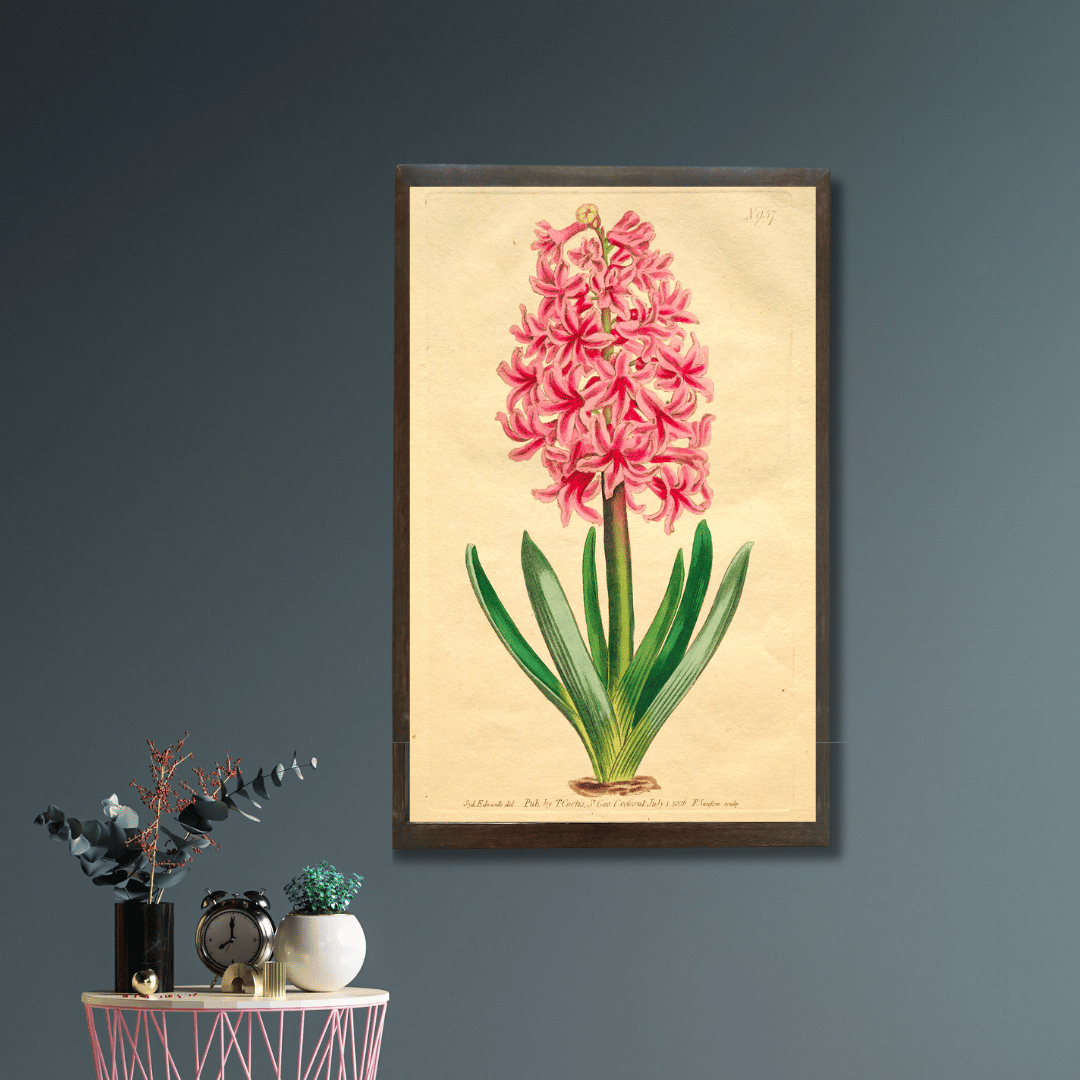 Garden Hyacinth