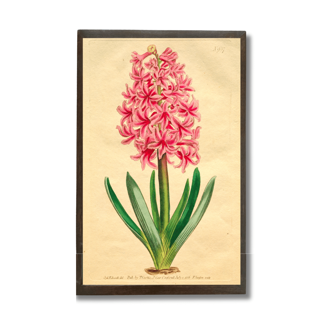 Garden Hyacinth