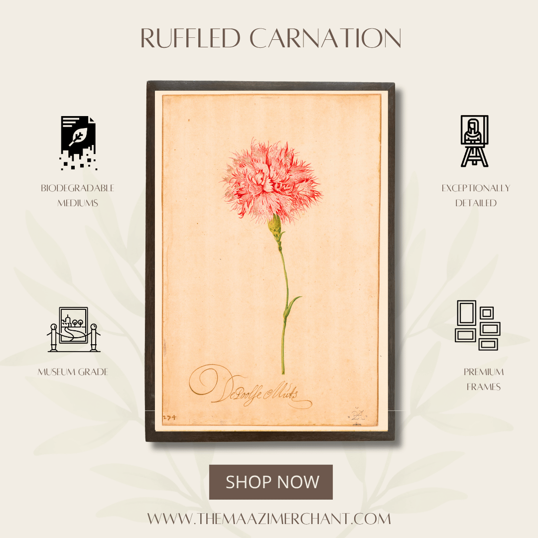 Ruffled Carnation