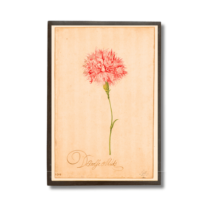 Ruffled Carnation