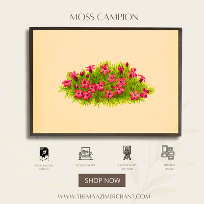 Moss Campion