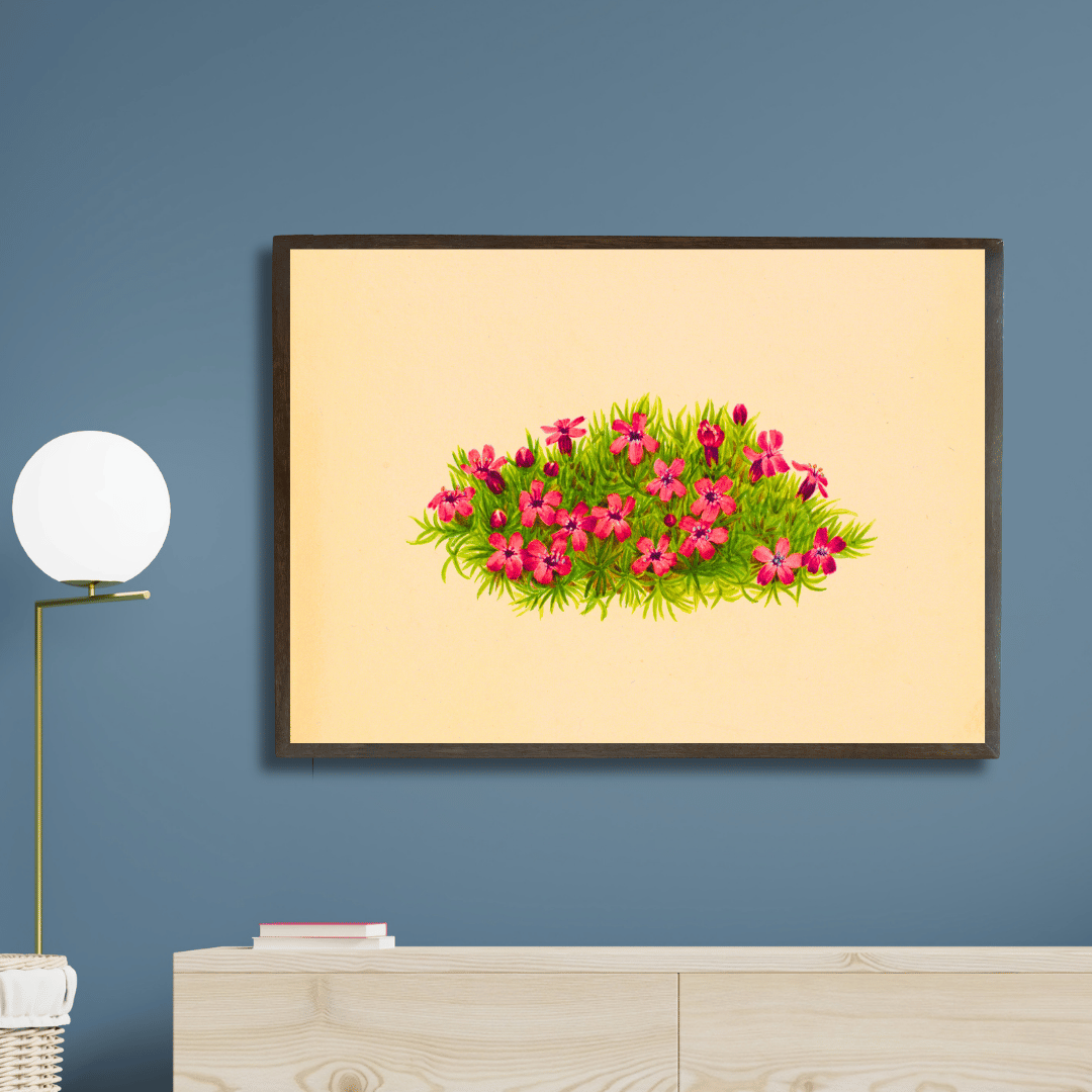 Moss Campion