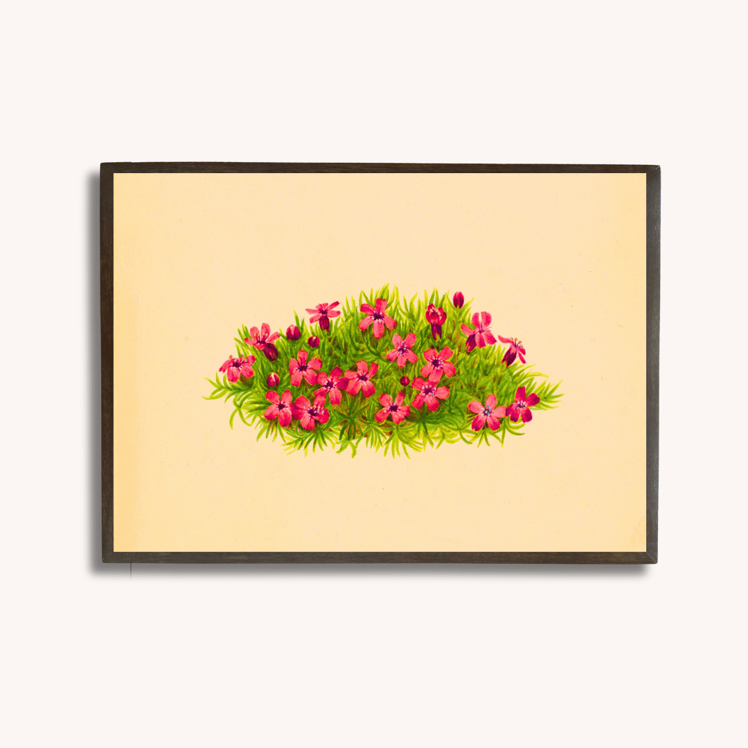 Moss Campion