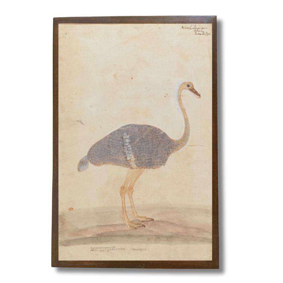 Gangaram Tambat's Ostrich