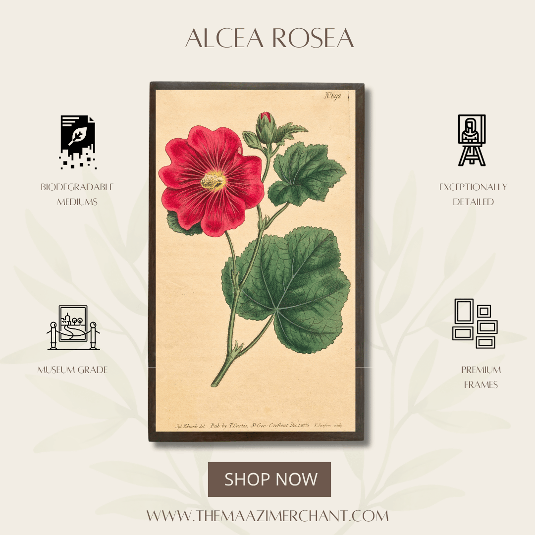 Alcea Rosea