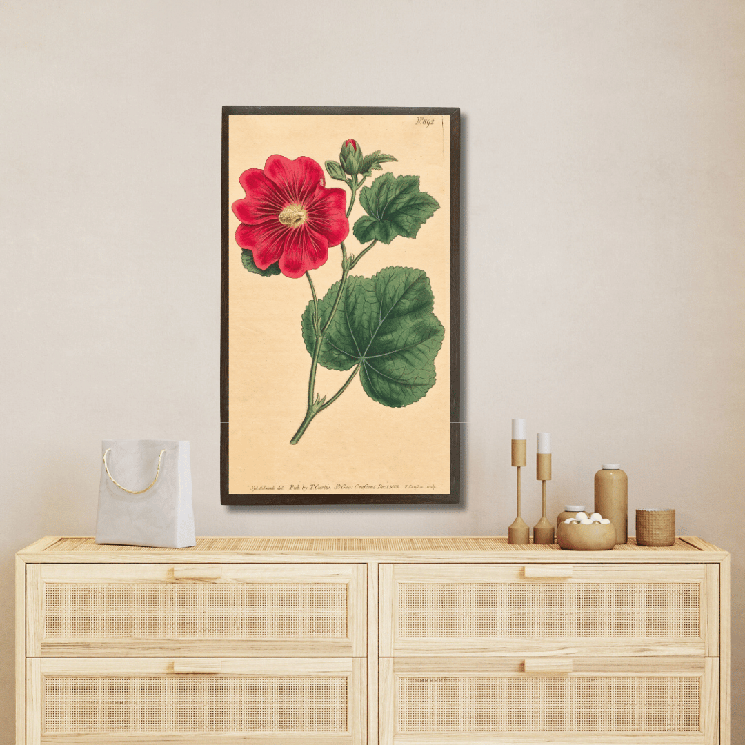 Alcea Rosea