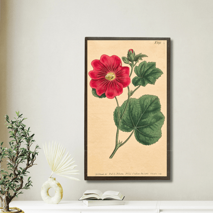 Alcea Rosea