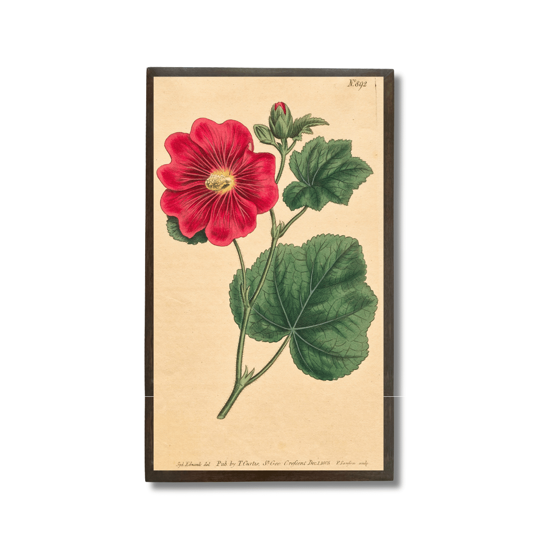 Alcea Rosea