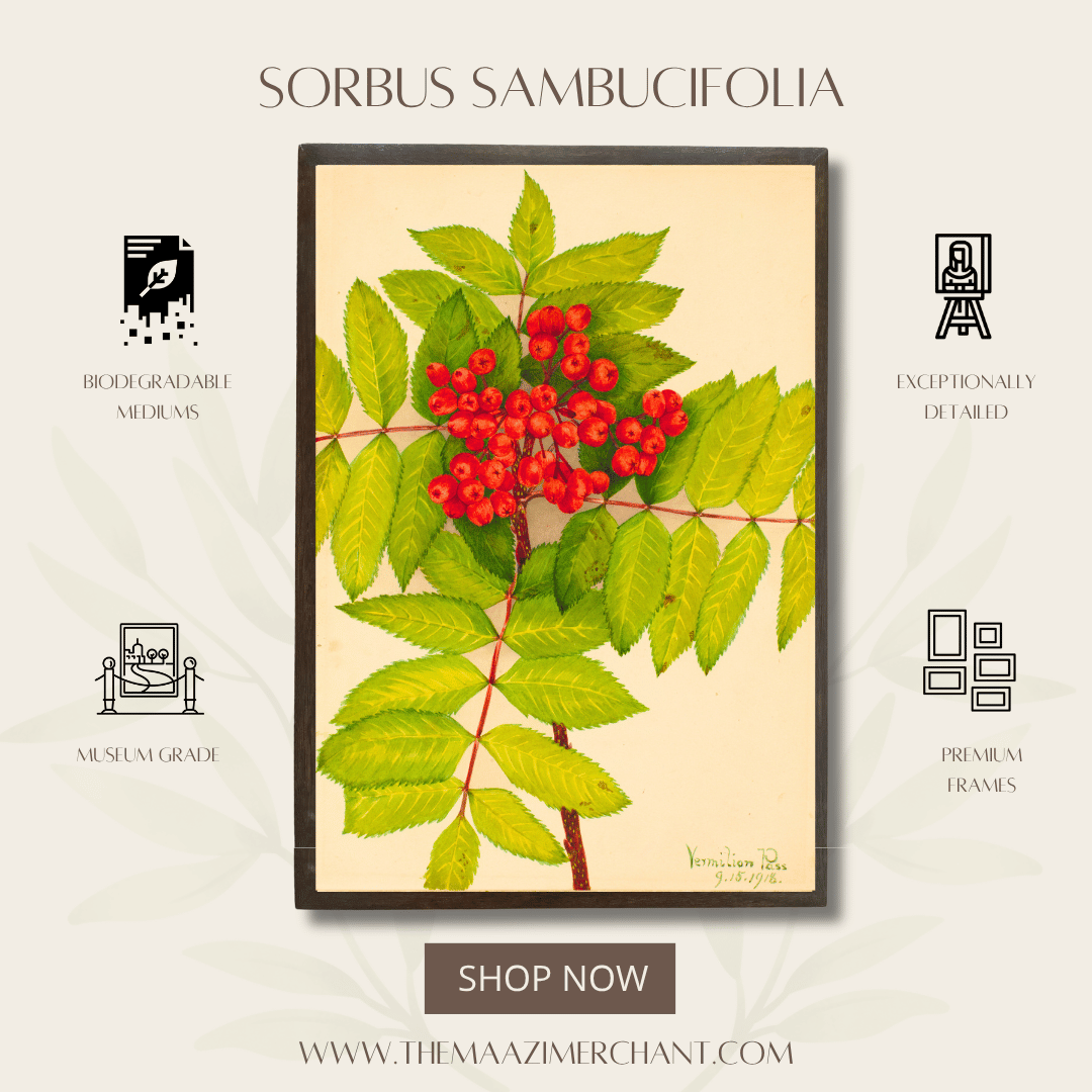 Sorbus Sambucifolia