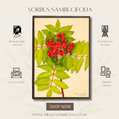 Sorbus Sambucifolia