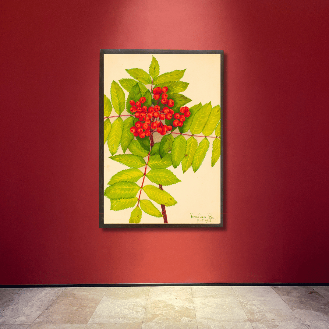 Sorbus Sambucifolia