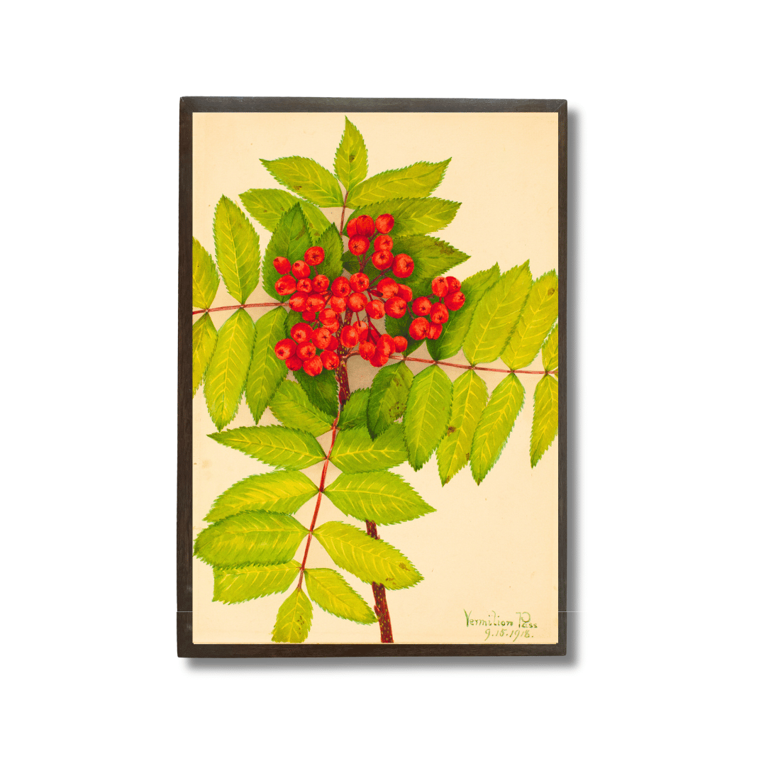 Sorbus Sambucifolia