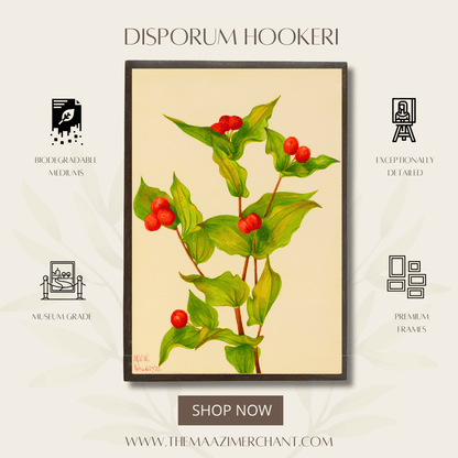Disporum Hookeri