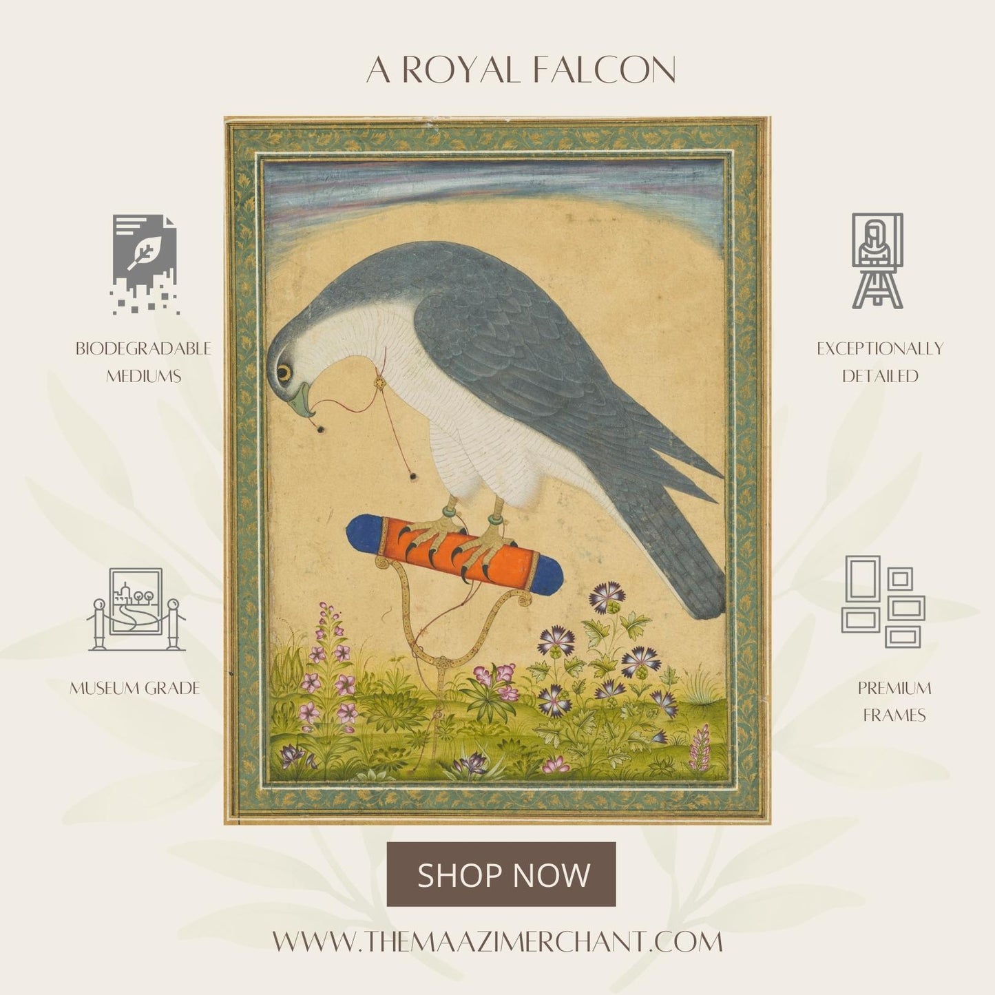 A Royal Falcon