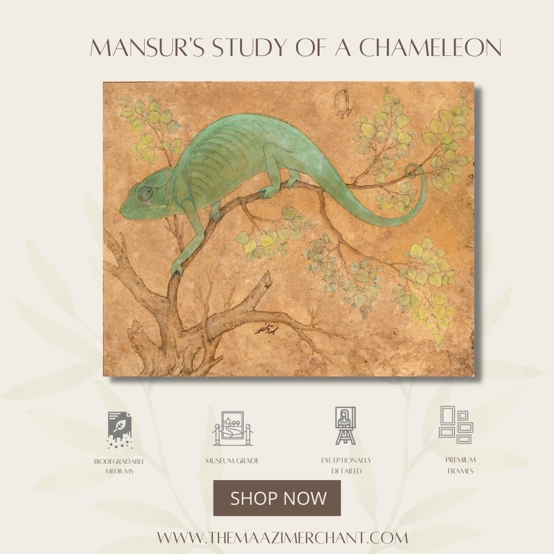 Mansur's study of a Chameleon