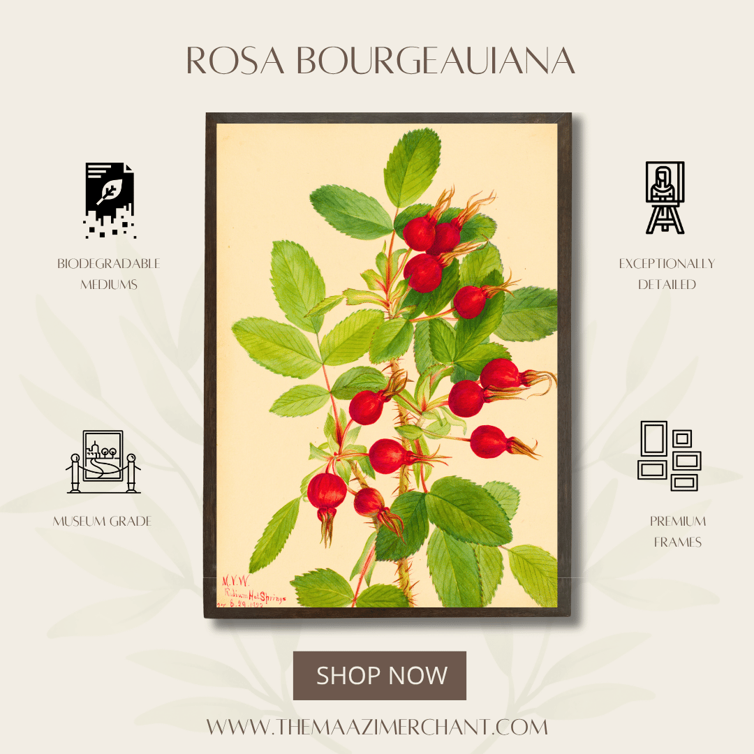 Rosa Bourgeauiana