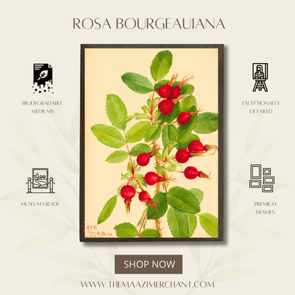 Rosa Bourgeauiana