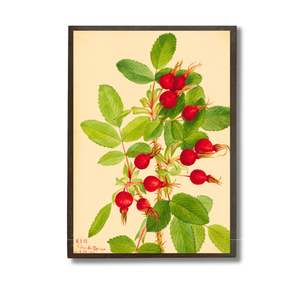 Rosa Bourgeauiana