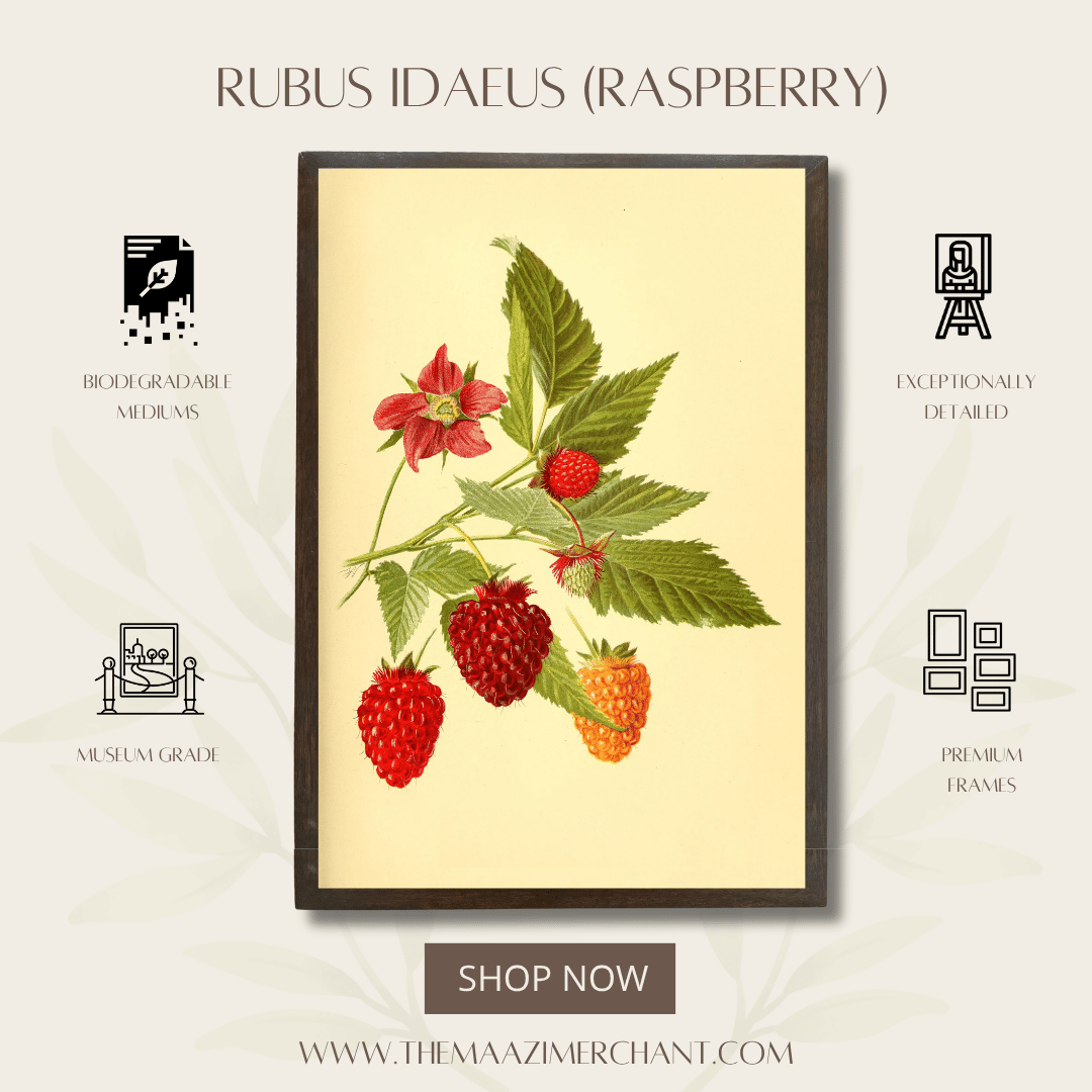 Rubus Idaeus (Raspberry)