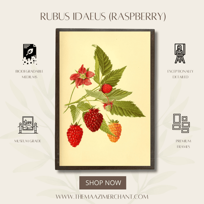Rubus Idaeus (Raspberry)