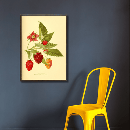 Rubus Idaeus (Raspberry)