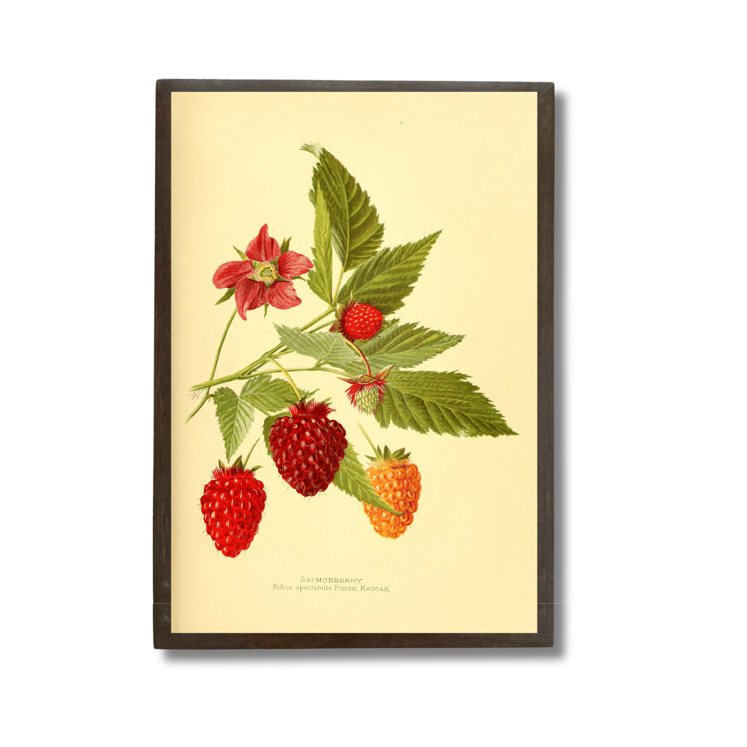 Rubus Idaeus (Raspberry)