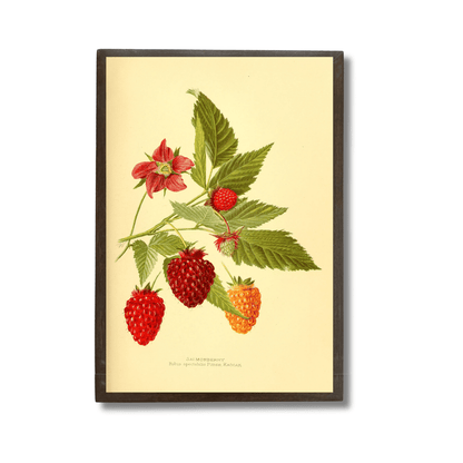 Rubus Idaeus (Raspberry)