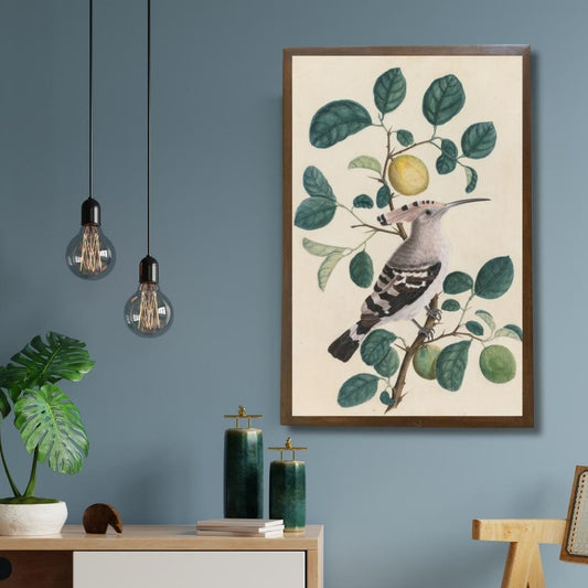 Indian Hoopoe on a Lemon perch