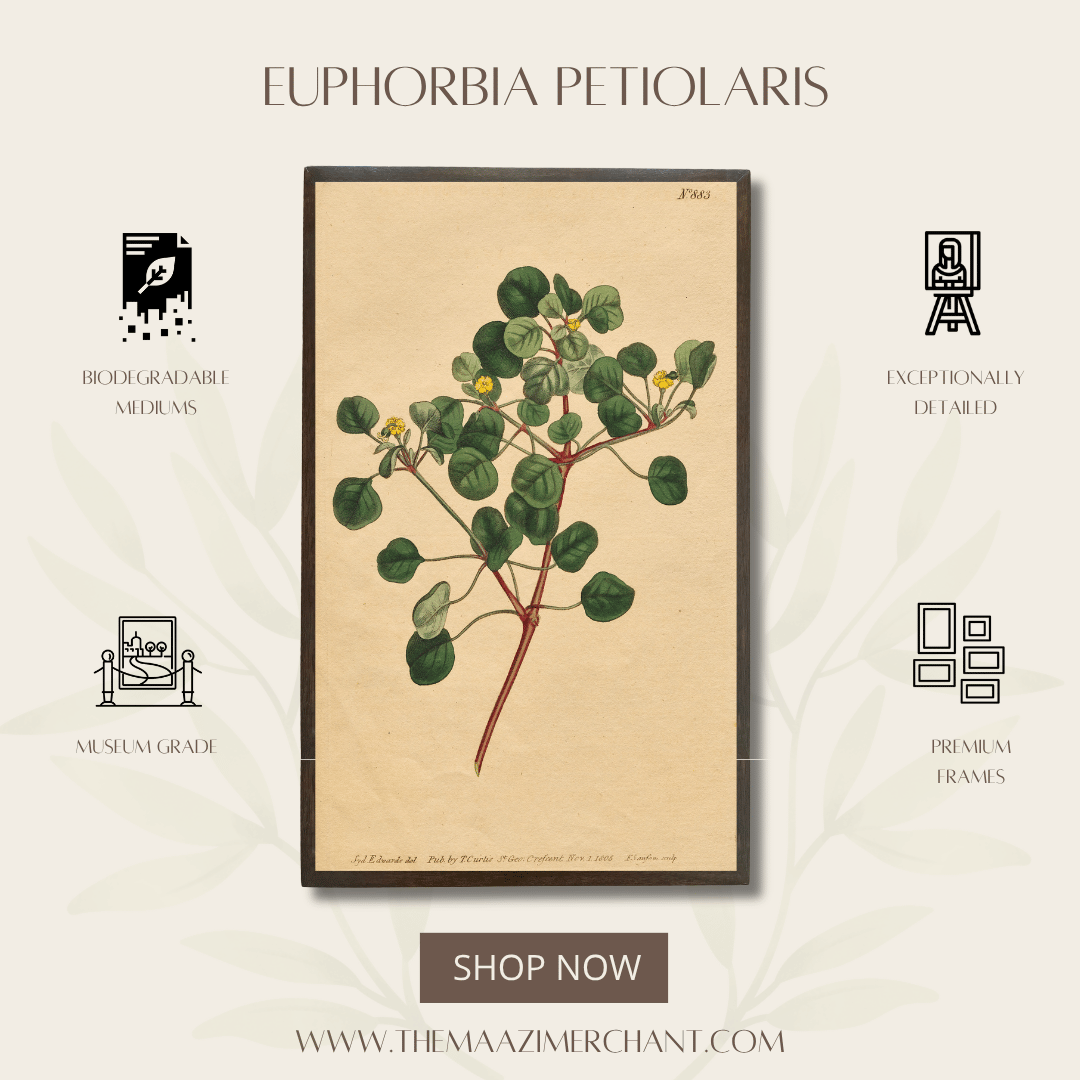 Euphorbia Petiolaris