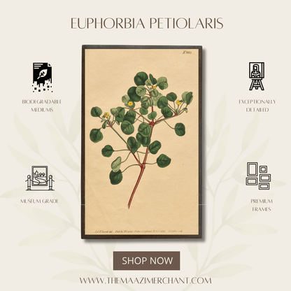 Euphorbia Petiolaris