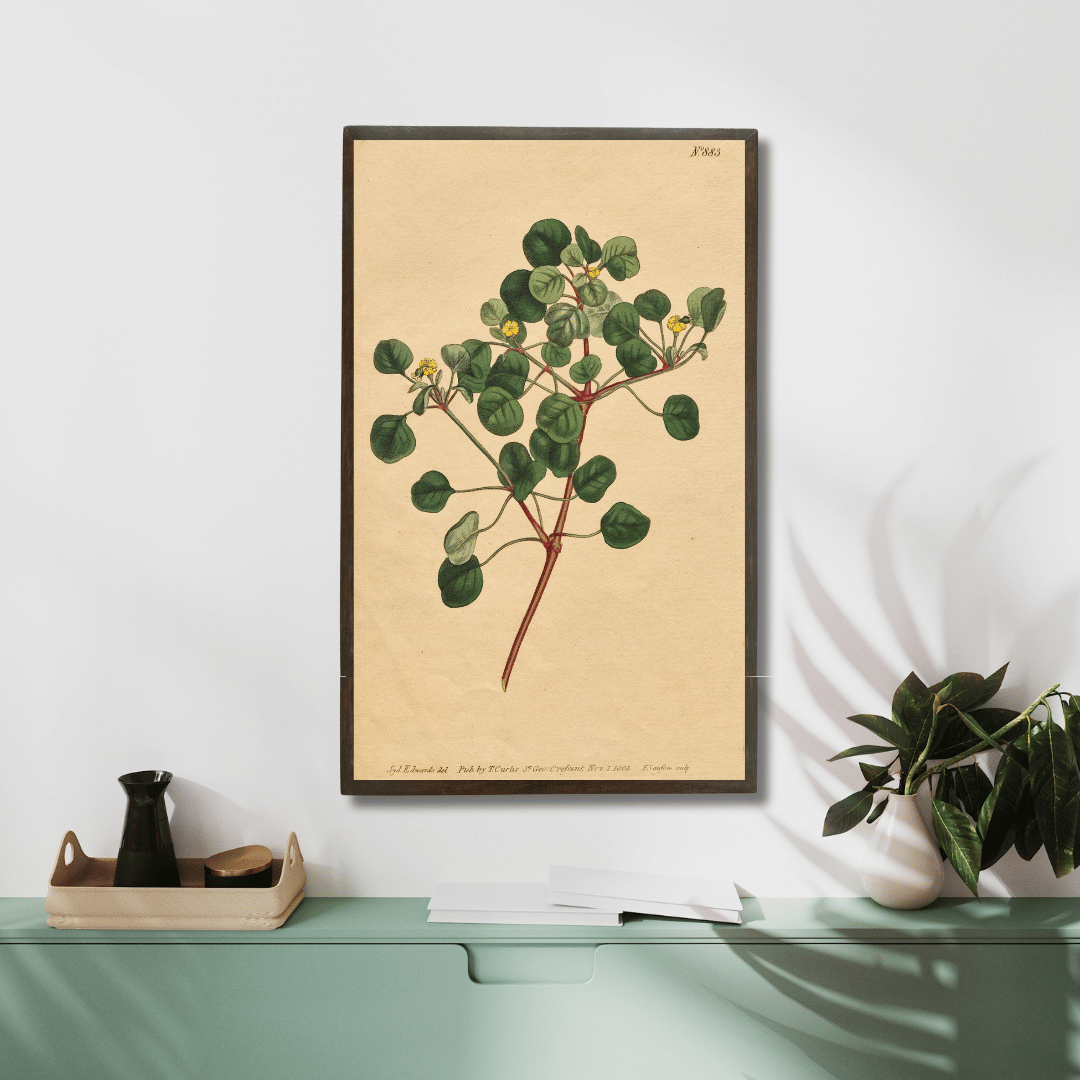 Euphorbia Petiolaris