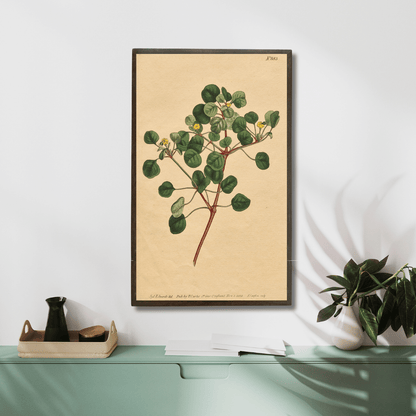 Euphorbia Petiolaris