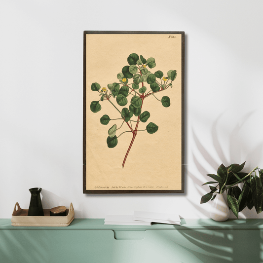 Euphorbia Petiolaris