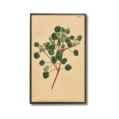 Euphorbia Petiolaris