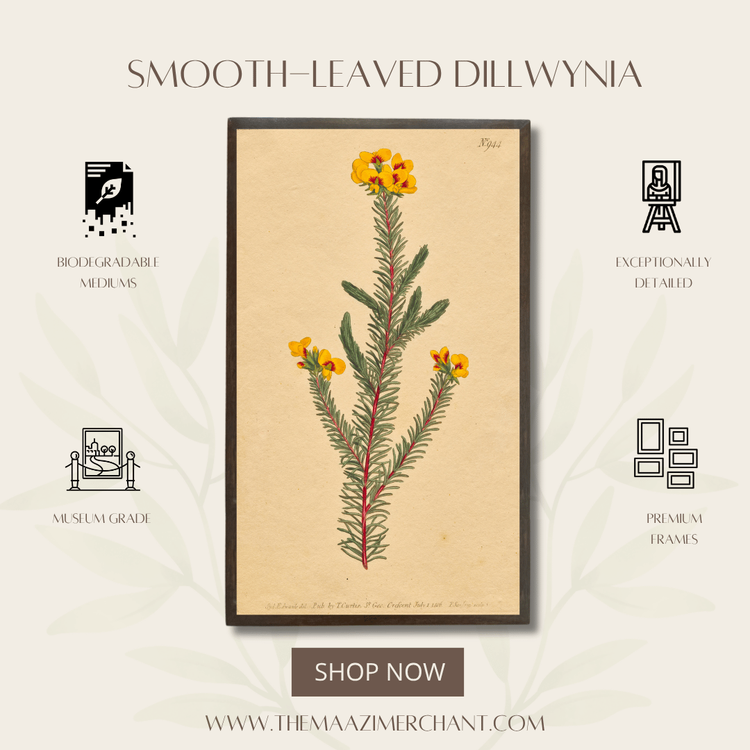 Smooth-Leafed Dillwynia