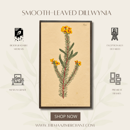 Smooth-Leafed Dillwynia