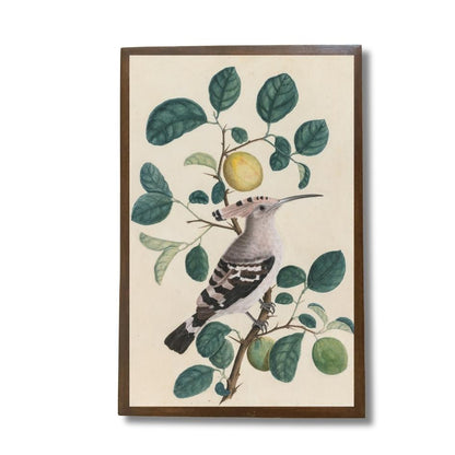 Indian Hoopoe on a Lemon perch