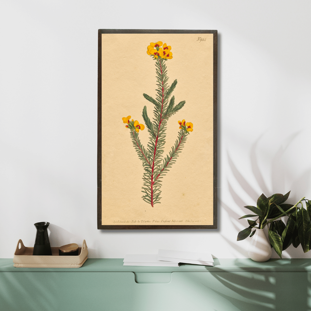 Smooth-Leafed Dillwynia