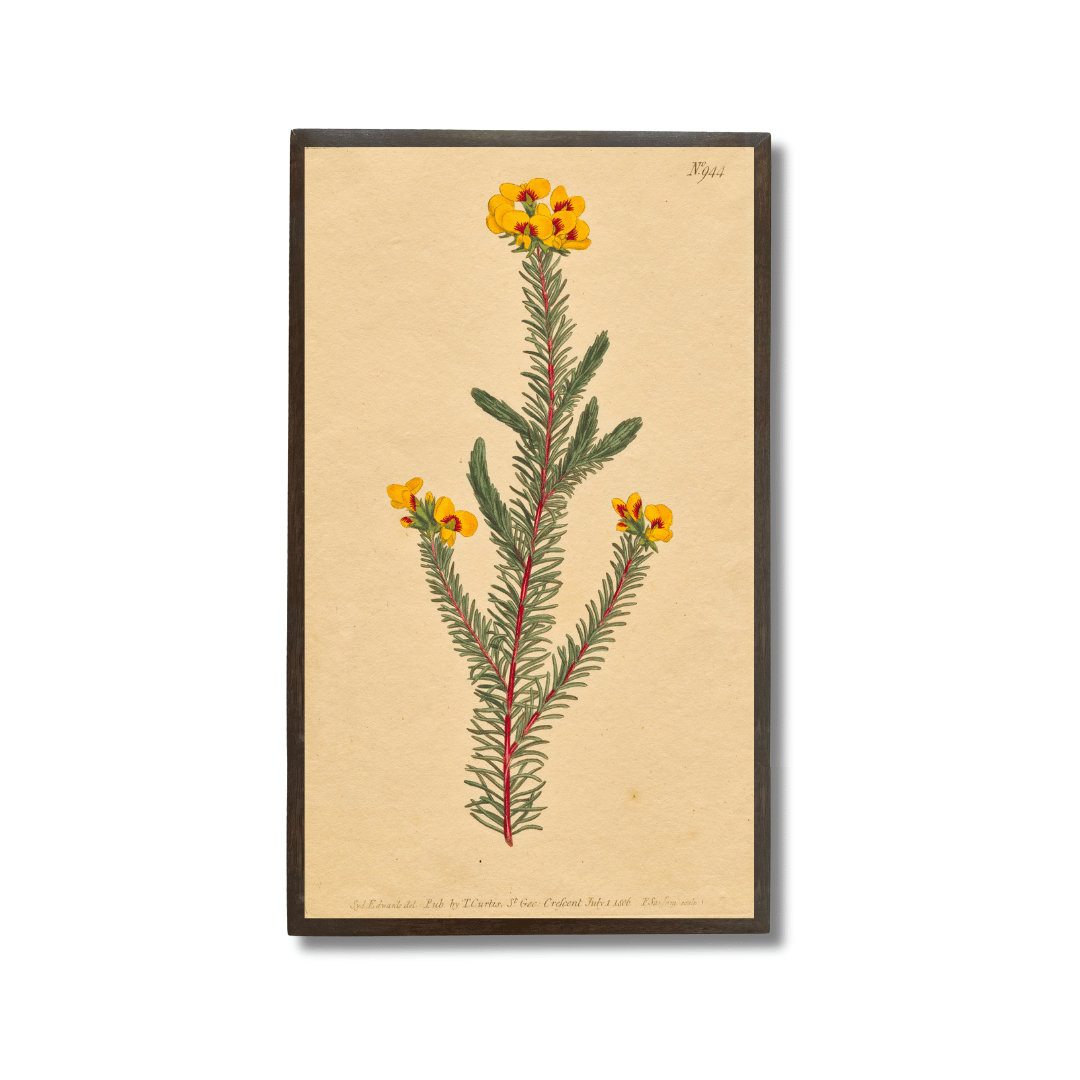 Smooth-Leafed Dillwynia