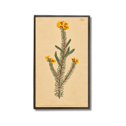 Smooth-Leafed Dillwynia