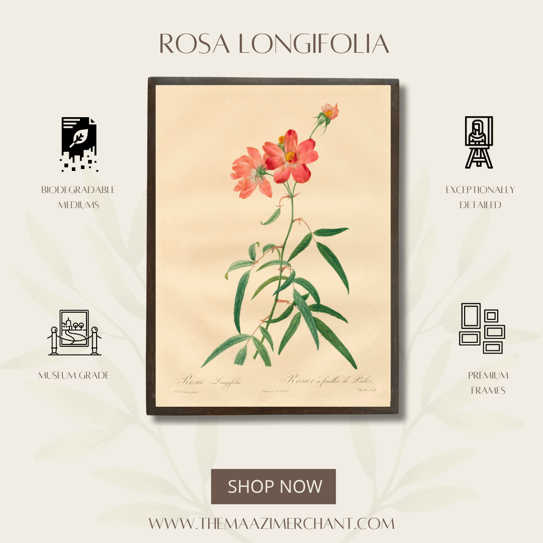 Rosa Longfolia