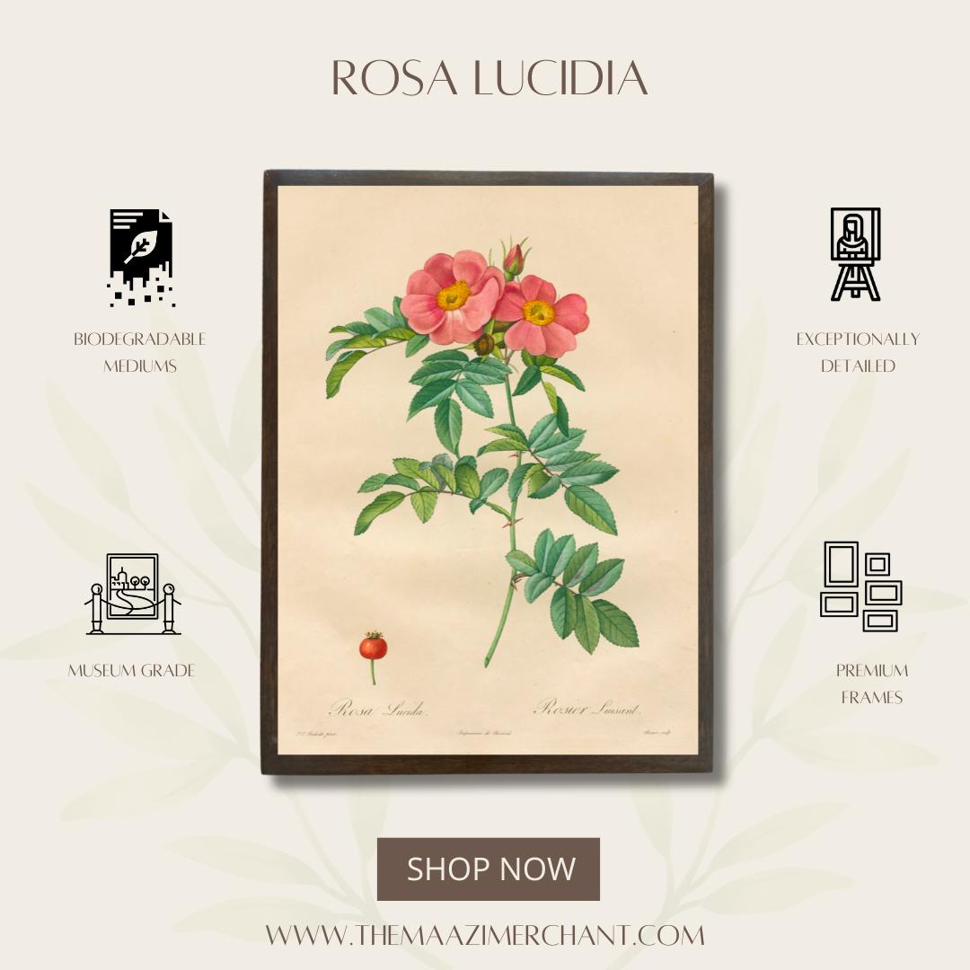 Rose Lucidia
