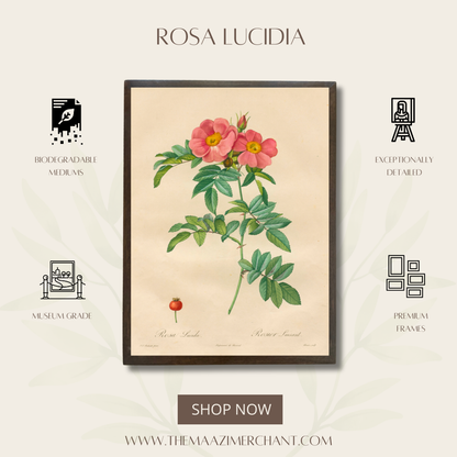 Rose Lucidia
