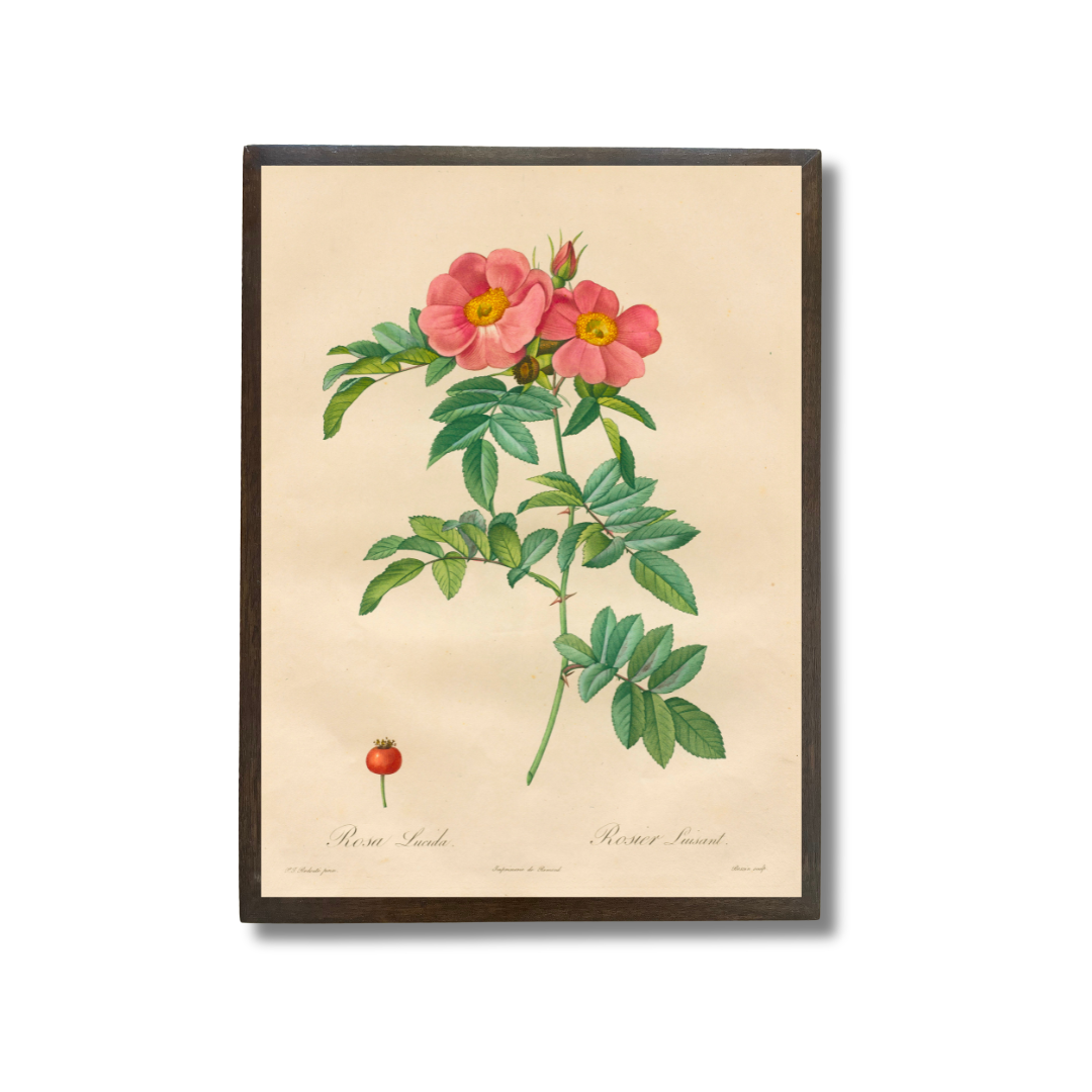 Rose Lucidia