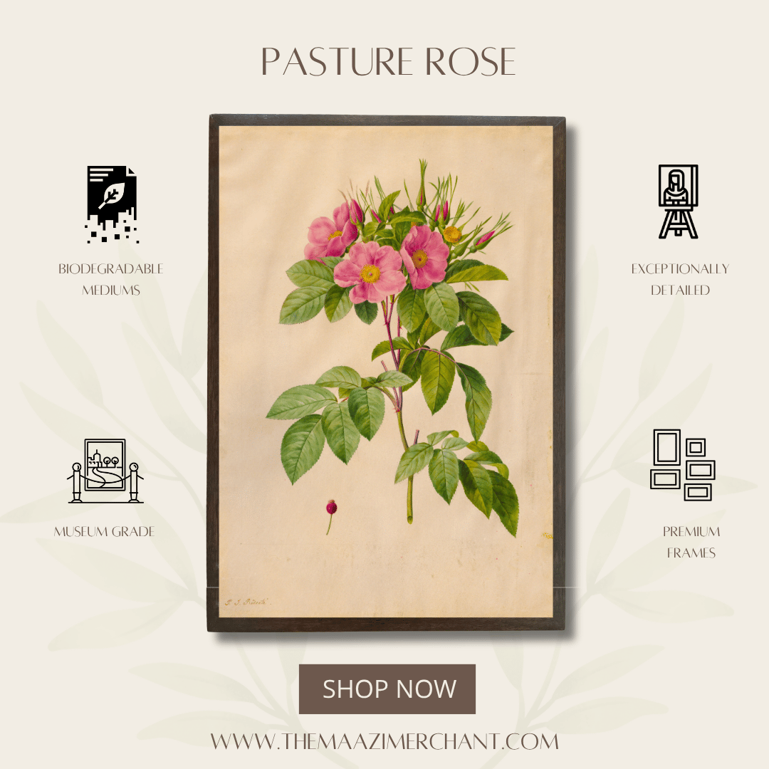 Pasture Rose