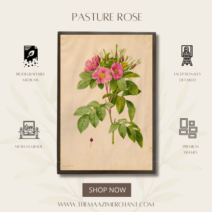 Pasture Rose