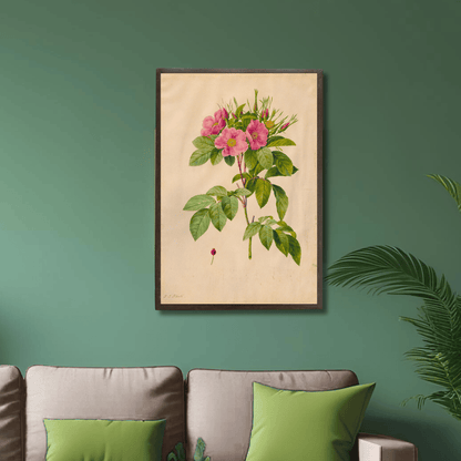 Pasture Rose