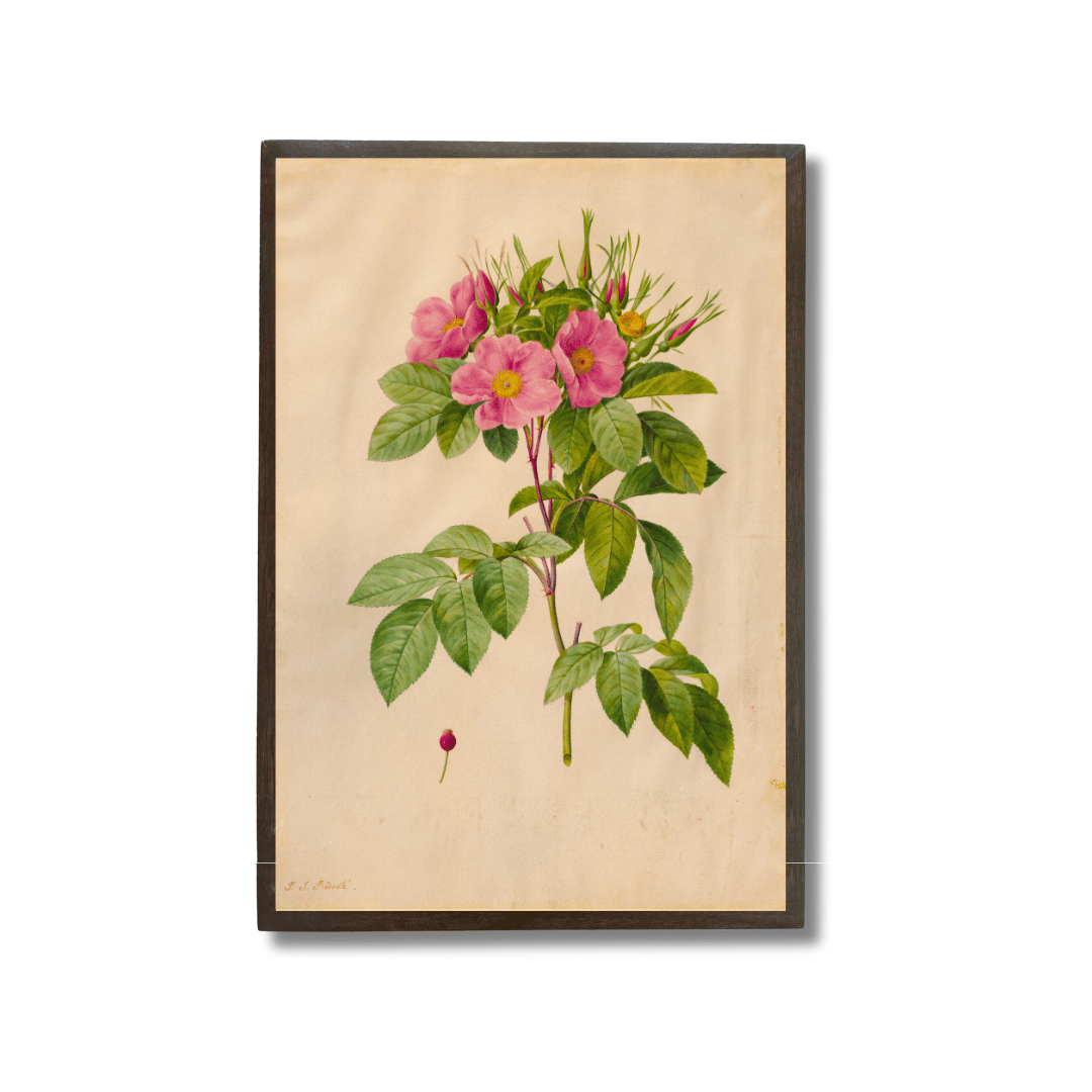 Pasture Rose
