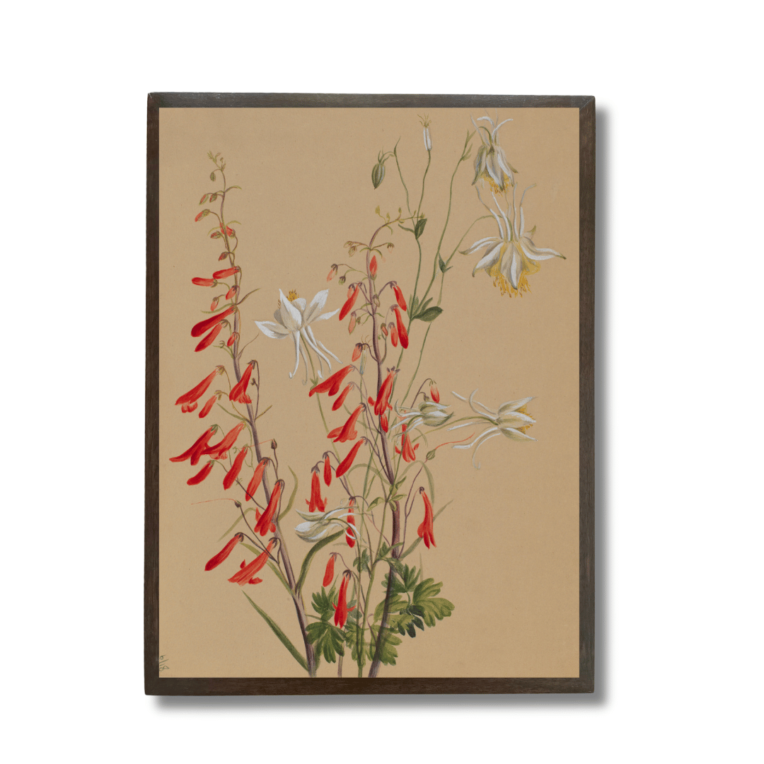 Red Penstemon and Columbine