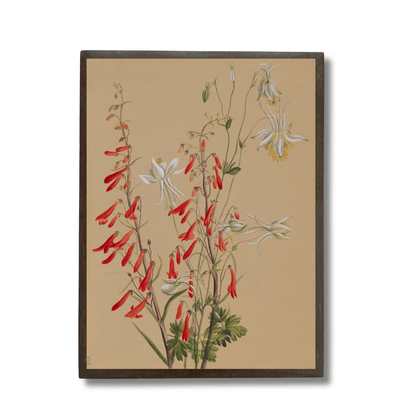 Red Penstemon and Columbine